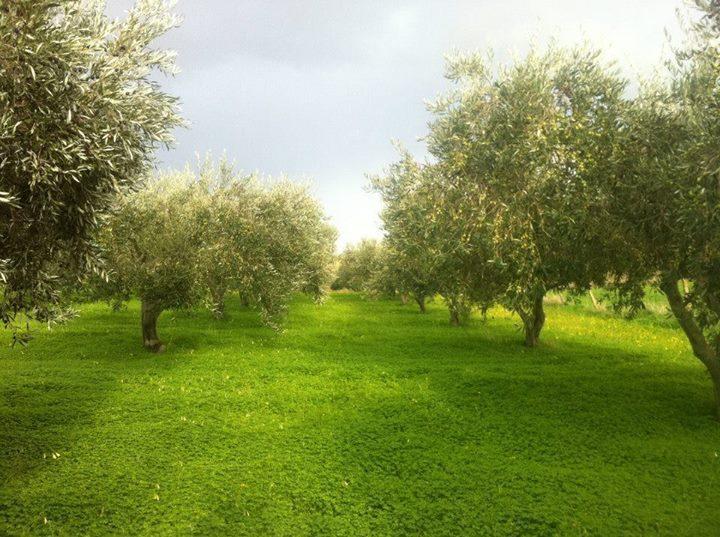 Agriturismo Ridocco コルレオーネ エクステリア 写真