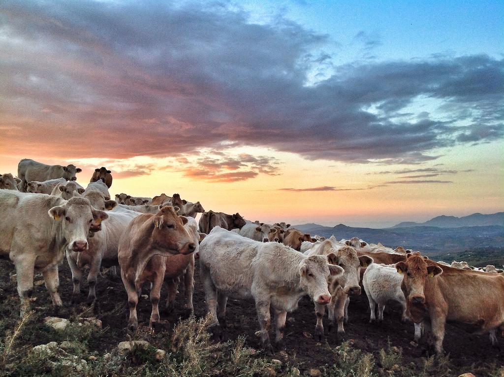 Agriturismo Ridocco コルレオーネ エクステリア 写真